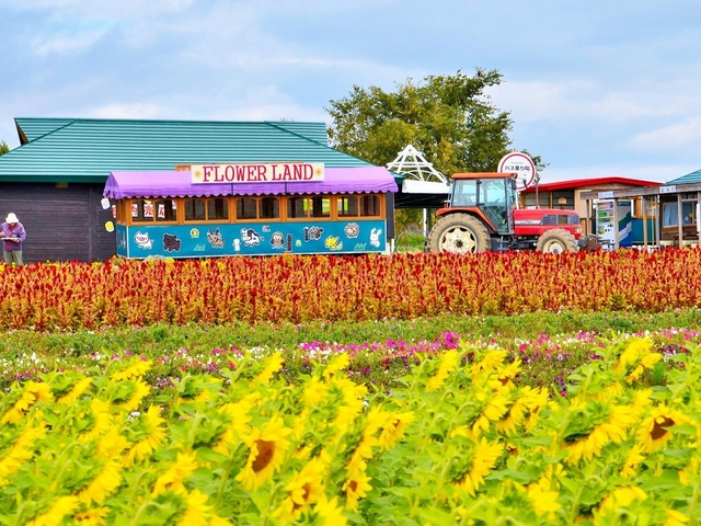 4. トラクターバスでゆったりとラベンダーを堪能できる「フラワーランドかみふらの」