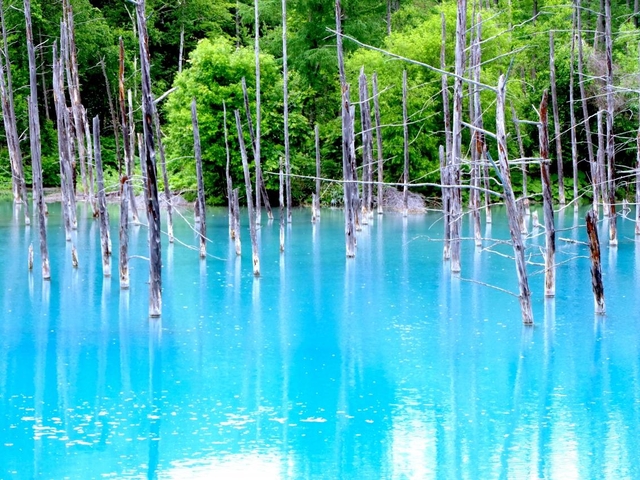 18. 美瑛(白金)青い池