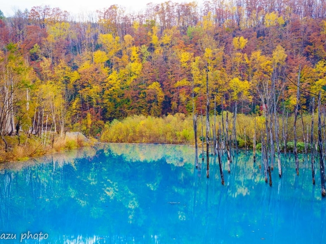 18. 美瑛(白金)青い池