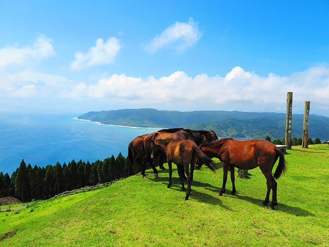 11. 都井岬 / 都井岬・串間