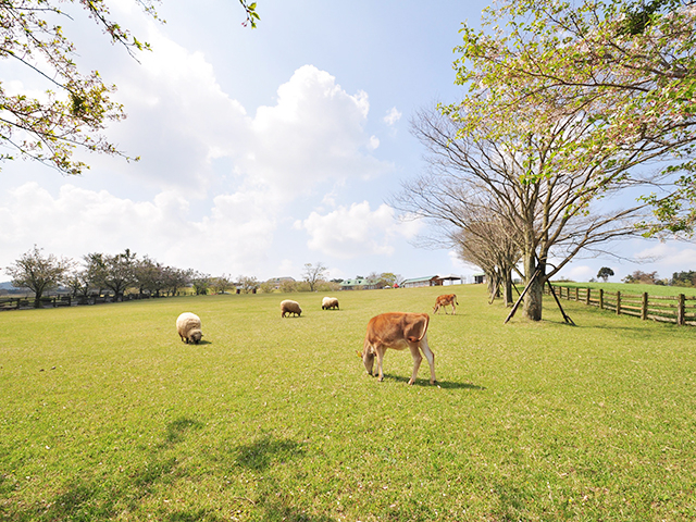 16. 高千穂牧場 / 都城