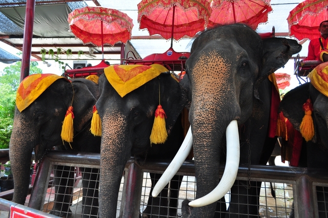 アユタヤ　エレファントキャンプ