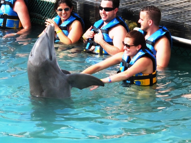 ドルフィン・ディスカバリー