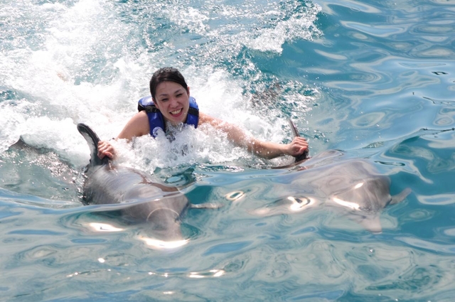 ドルフィンスイム