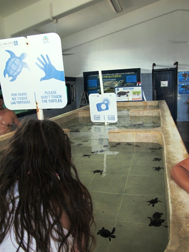 赤ちゃんウミガメに会える「ウミガメ保護センター」