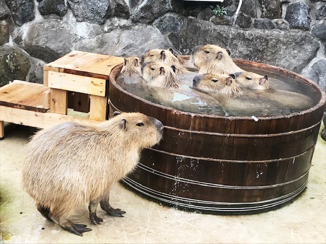 2. 動物とふれあえる「伊豆シャボテン動物公園」 / 伊東・伊豆高原