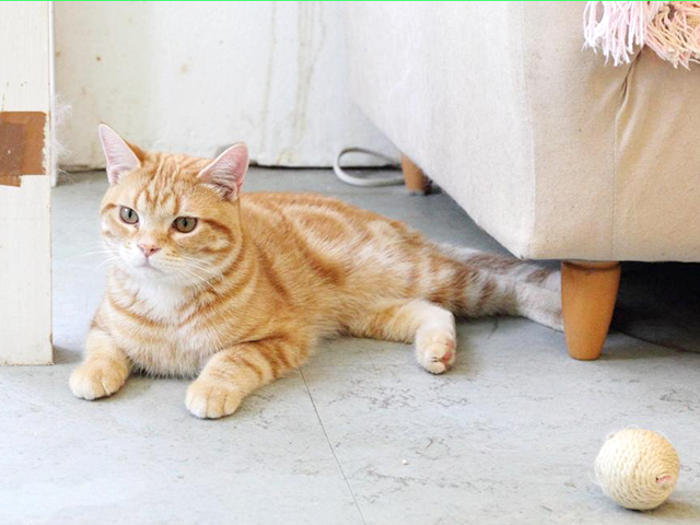 5. ふれあい広場もある「ねこの博物館」 / 伊東・伊豆高原