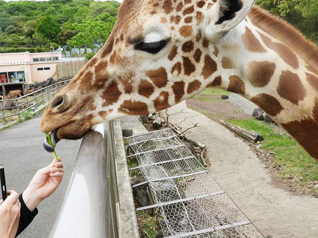 16. いろんな種類の動物とふれあえる「伊豆アニマルキングダム」 / 稲取温泉