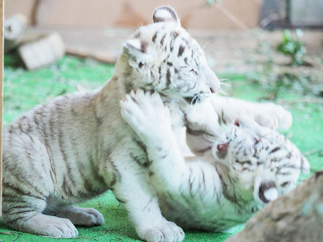 16. いろんな種類の動物とふれあえる「伊豆アニマルキングダム」 / 稲取温泉