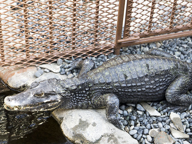 17. 約16種類のワニを約140頭も飼育している「熱川バナナワニ園」 / 熱川温泉