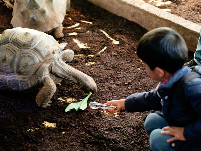 18. 日本最大級の爬虫類(はちゅうるい)・両生類の「体感型動物園 iZoo」 / 伊豆・河津