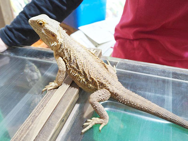 18. 日本最大級の爬虫類(はちゅうるい)・両生類の「体感型動物園 iZoo」 / 伊豆・河津