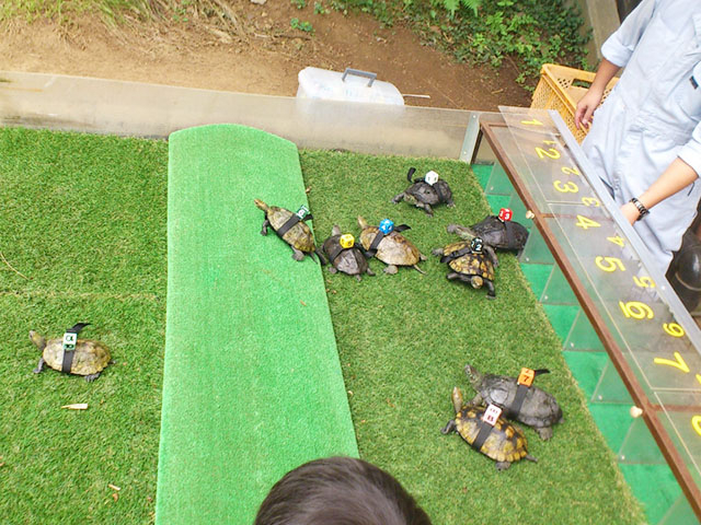 18. 日本最大級の爬虫類(はちゅうるい)・両生類の「体感型動物園 iZoo」 / 伊豆・河津