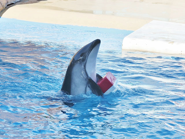 20. イルカと間近でふれあえる「下田海中水族館」 / 下田