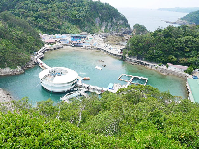 20. イルカと間近でふれあえる「下田海中水族館」 / 下田