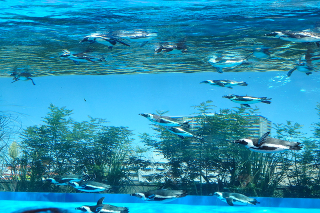 サンシャイン水族館