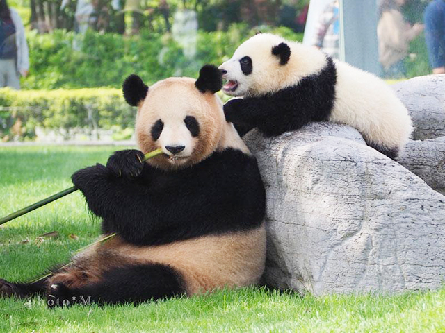 1. パンダにイルカショー！ かわいい生き物がいっぱい「アドベンチャーワールド」