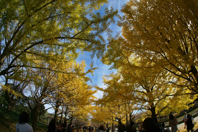 国営昭和記念公園