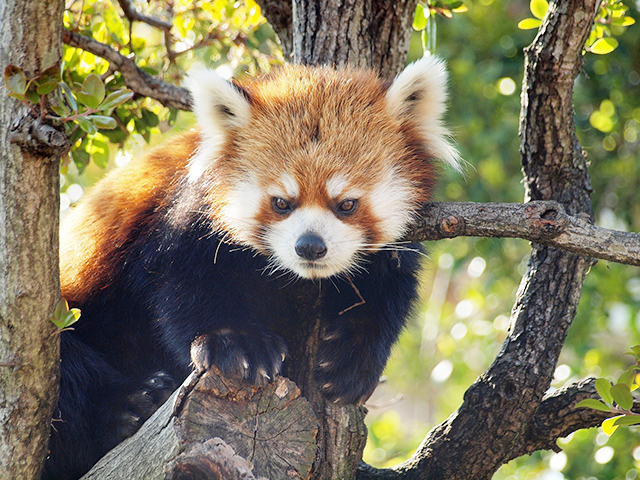 1. パンダにイルカショー！ かわいい生き物がいっぱい「アドベンチャーワールド」