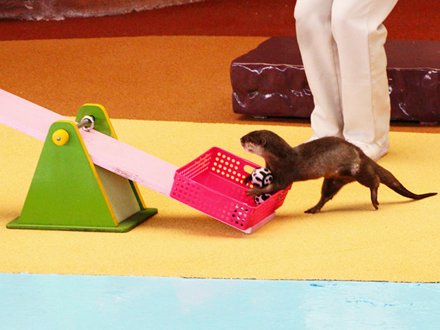 1. パンダにイルカショー！ かわいい生き物がいっぱい「アドベンチャーワールド」