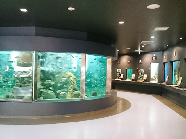 11. 京都大学が運営！ 勉強になる水族館「京都大学 白浜水族館」