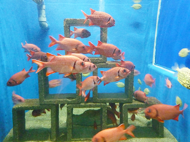 11. 京都大学が運営！ 勉強になる水族館「京都大学 白浜水族館」