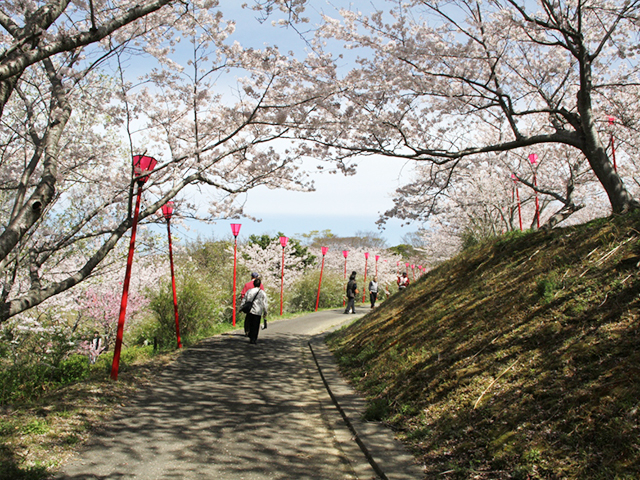 12. 大パノラマの絶景！ 春には約2,000本の桜が満開に「平草原公園」