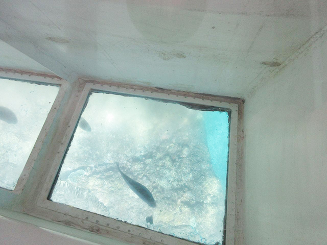 15. 海の中がのぞける観光船！ 子どもにも大人気の「海底観光グラスボート」