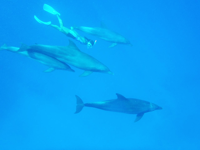 小笠原諸島の旅行日程