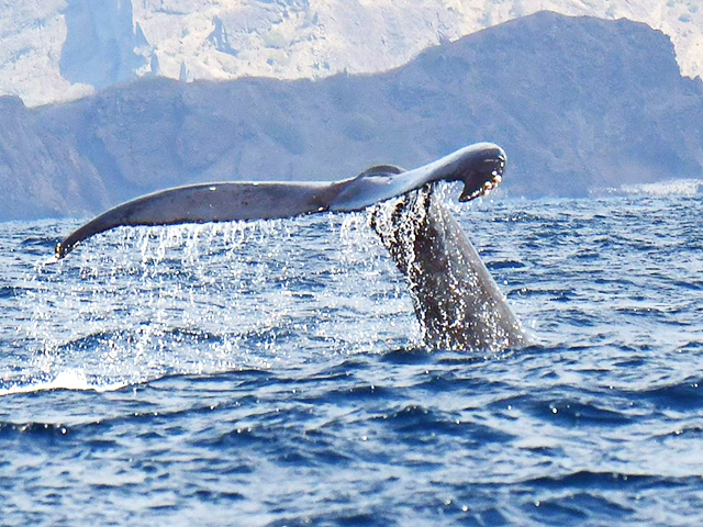 小笠原諸島の観光 旅行ガイド おすすめツアーと名物グルメ19選 トラベルマガジン