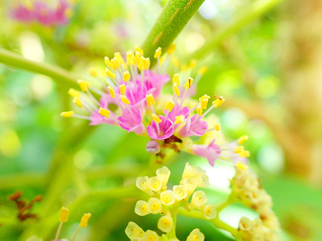 5. 固有種の生き物にも出会える「ネイチャーツアー」「トレッキング」