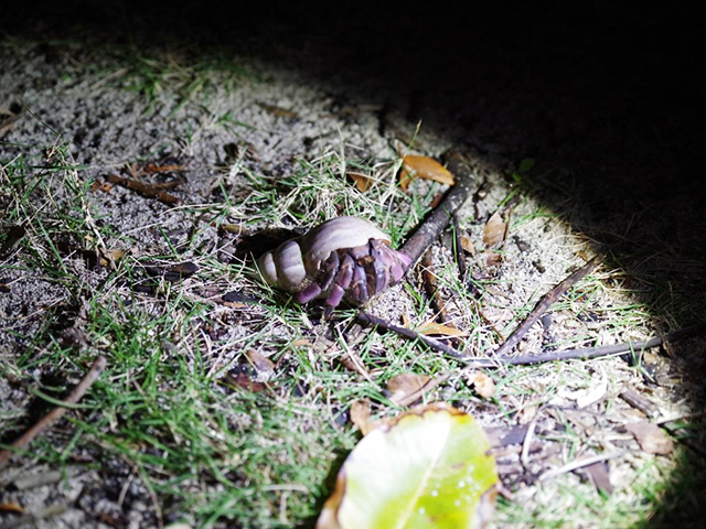 7. 自然の神秘に感動「ナイトツアー」「星空ウォッチング」