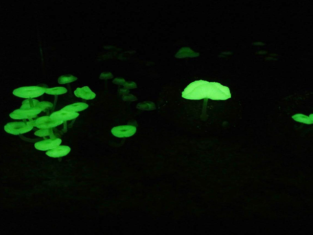 7. 自然の神秘に感動「ナイトツアー」「星空ウォッチング」