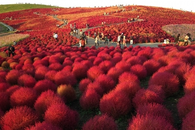 国営ひたち海浜公園