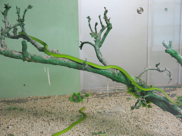 ジャパンスネークセンター