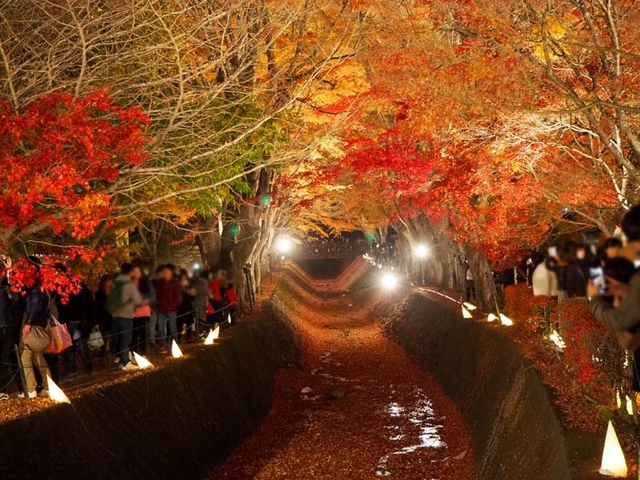 8. 富士河口湖もみじ回廊