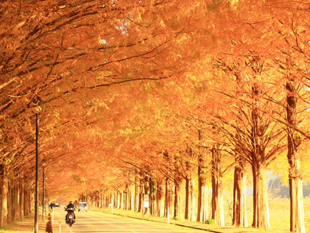 4. マキノ高原の「メタセコイア並木」