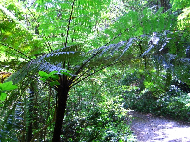 10. 自然を体感できる亜熱帯の森「金作原」