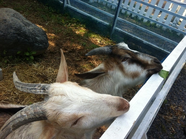 17. それいゆふぁーむ