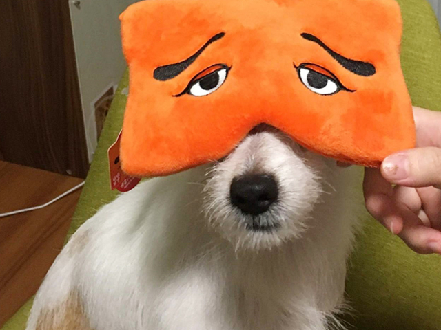 福岡お土産はいかがでしたか？