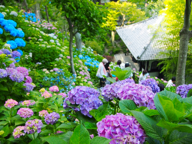 長谷寺(長谷観音)