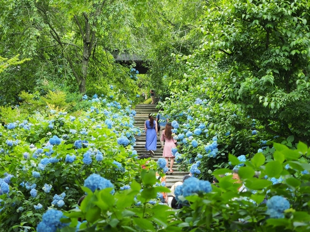 明月院(あじさい寺)