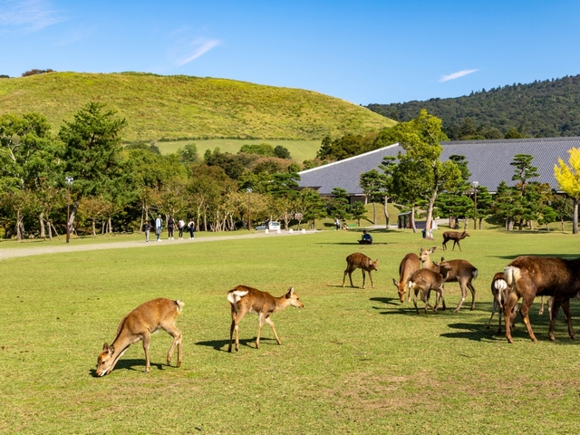 1. 奈良公園