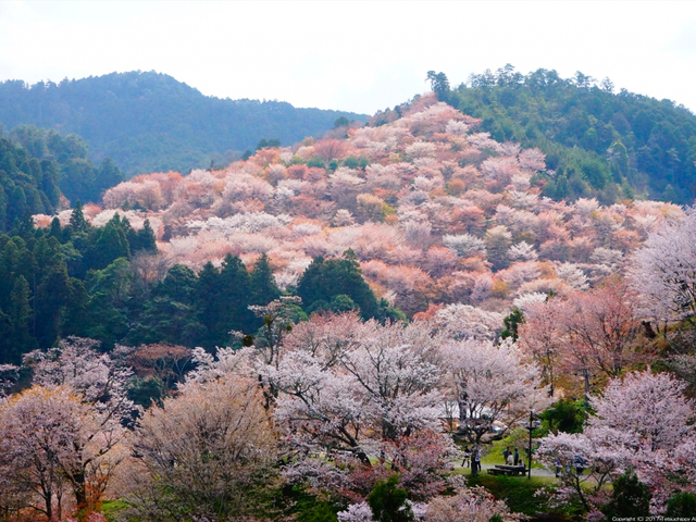9. 四季折々の魅力を楽しめる、日本一の桜の名所「吉野山」