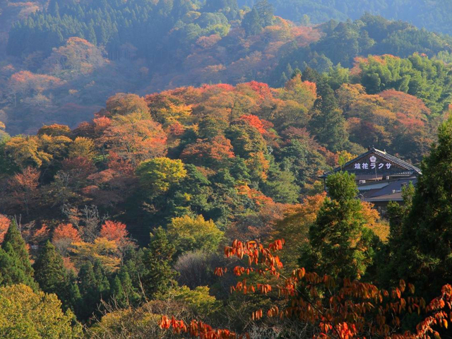 9. 四季折々の魅力を楽しめる、日本一の桜の名所「吉野山」