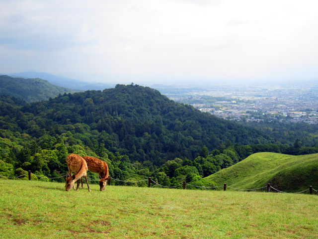 14. 奈良の景観を一望！ 美しい夜景で人気のスポット「若草山」