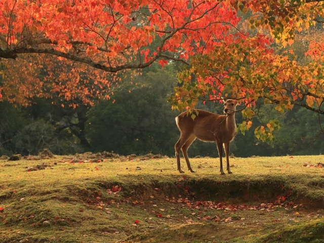 奈良のおすすめスポットはいかがでしたか？