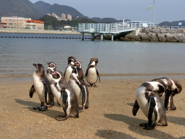 12. 国内最大級のペンギンプールは必見！ 「長崎ペンギン水族館」