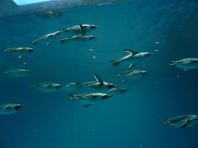 12. 国内最大級のペンギンプールは必見！ 「長崎ペンギン水族館」