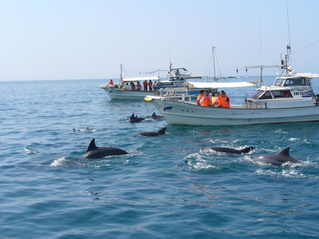 15. かづさイルカウォッチング / 南島原